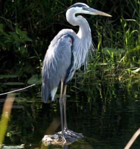 Blue Heron encounter on outing with The Villages Fishing Guide, Capt. Grady Maynard